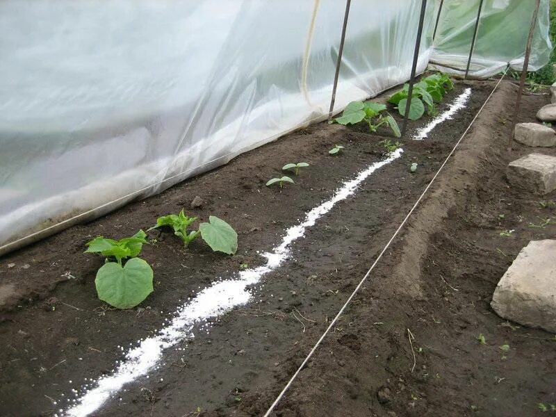 Посадка огурцов в теплице рассадой. Сажаем огурцы. Посадка огурцов в теплице рассадой. Высадка рассады в парник. Посадка огурцов на рассаду.