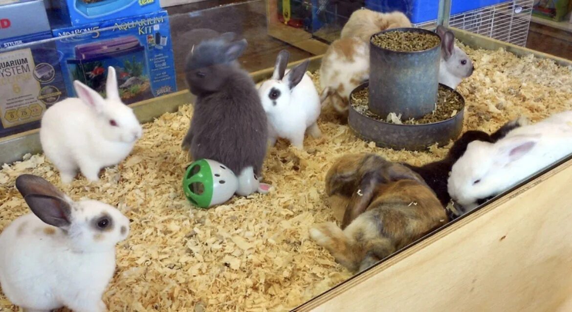 Купить живого животного. Кролики в зоомагазине. Домашние питомцы зоомагазин. Звери в зоомагазине. Кролики Карликовые зоомагазин.
