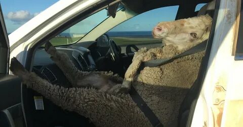Барашек авто