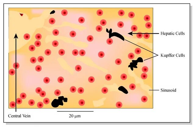 Ядрышковый организатор в клетках печени крыс рисунок. Ядрышковый организатор рисунок. Kupffer Cells in Liver. Ядрышковый организатор это. Клетки печени в дистиллированной воде