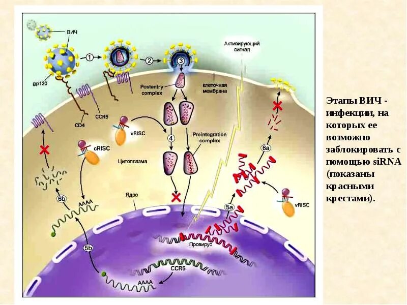 РНК HIV 1 типа 2,4x104. Фазы ВИЧ стадия по симптомам картинки.