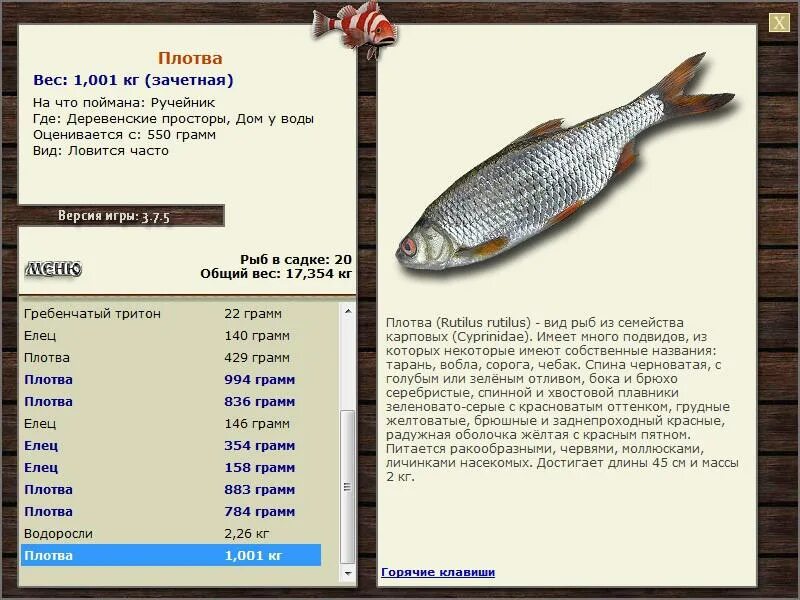 Семейство карповые. Обыкновенная плотва рыбы азии. Красноглазка рыба речная. Рыбы архангельской области. Карповые рыбы.