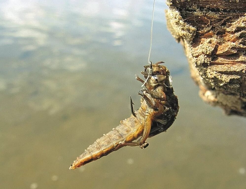 Мымра наживка. Odonata личинки. Микроджиг личинка Стрекозы. Личинка стрекозы и малек рыбы