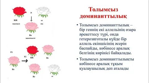 Аққұба жезөкшенің суреті