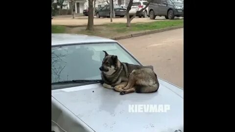 Капоте сидела