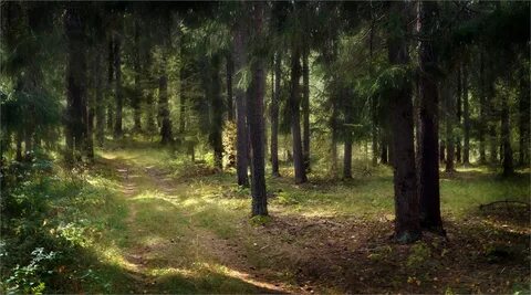 Лес труд