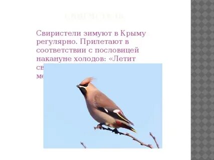 Свиристели перелетные птицы или зимующие