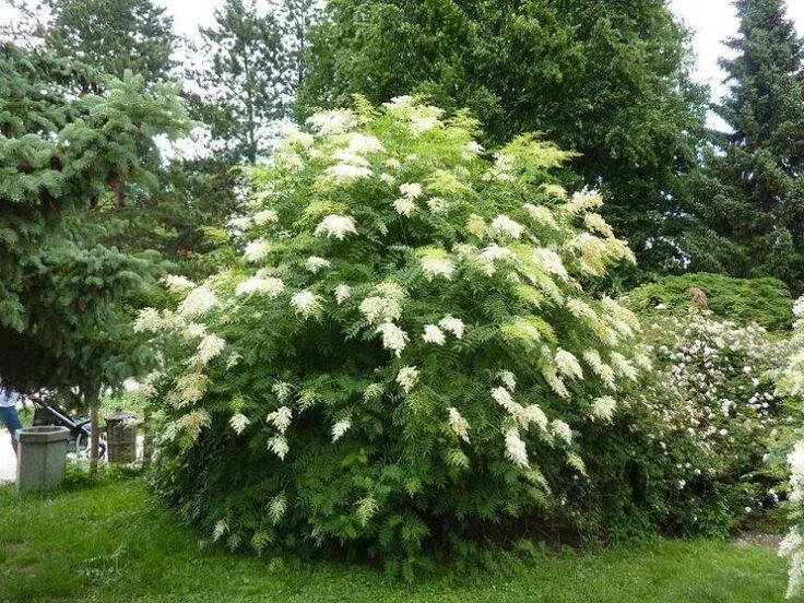 Купить Рябинник рябинолистный Sem - Рябинник - GardenPlants
