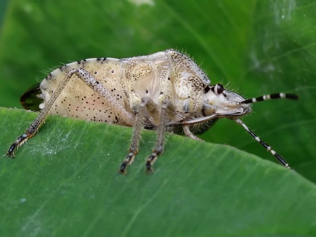 Белое брюшко не обращал внимания на писк. Dolycoris baccarum - щитник ягодный. Клоп щитник зеленый. Клоп с белым брюшком.