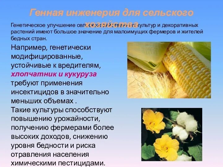 Генная инженерия используется для. Генная инженерия в сельском хозяйстве. гмо в сельском хозяйстве. трансгенные растения в сельском хозяйстве. генная инженерия в растениеводстве.