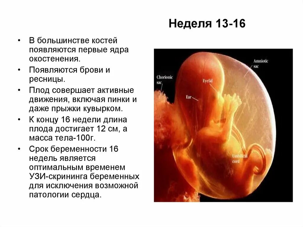 14 неделя 3 дня. Размеры эмбриона на 13 неделе беременности. Эмбрион в 12 недель беременности размер плода. Размер ребенка в 12-13 недель беременности. Эмбрион 12-13 недель размер плода.