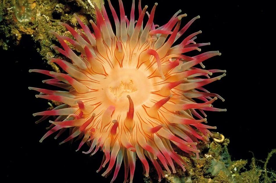 Актиния в черном море. Актиния 5. Водоросли актинии. Актиния 5. Актиния обыкновенная.