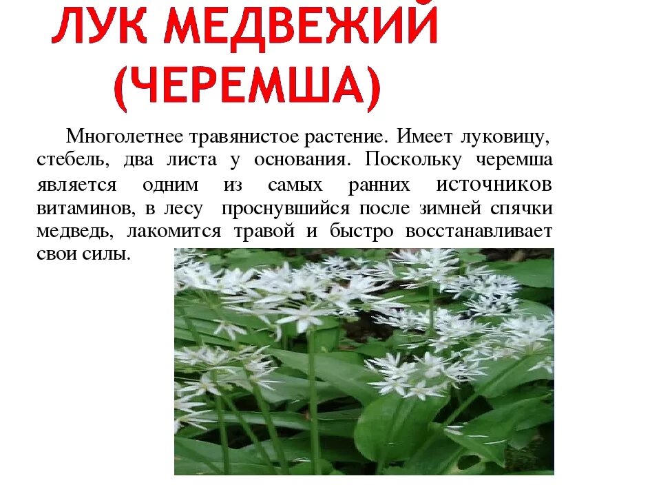 Чем полезна черемша. Черемша описание. лук медвежий описание. лук медвежий красная книга описание. описание растения лук медвежий.