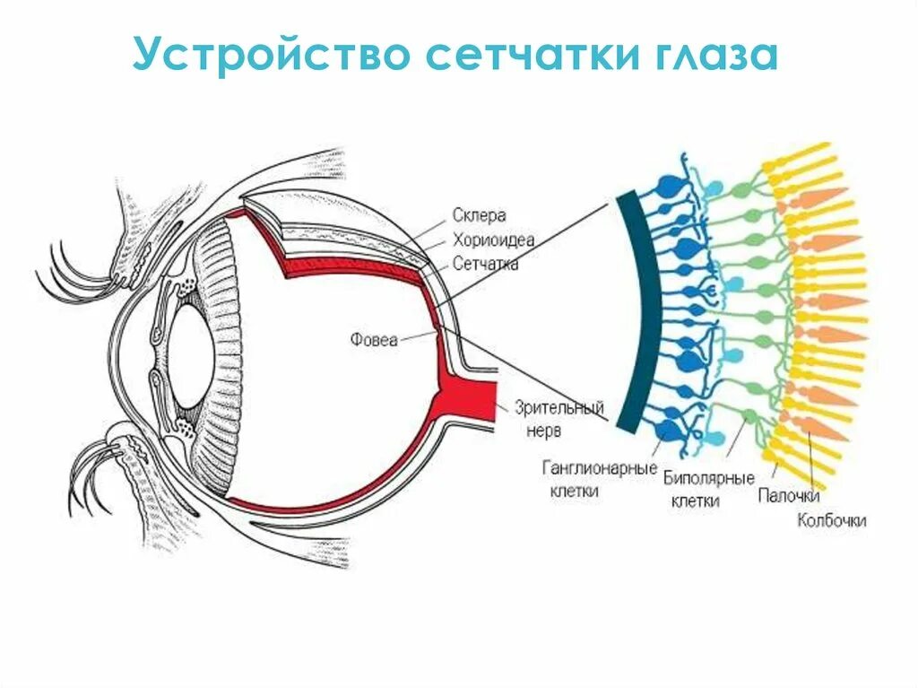 Колбочки в сетчатке глаза. Сетчатка глаза схема. Цветовые колбочки в глазу. Восприятие человеческого глаза. Восприятие глаза человека