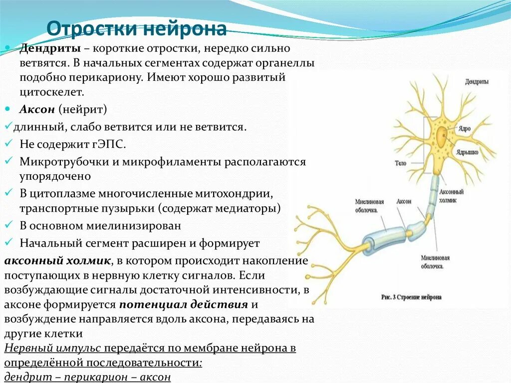 Строение нерва дендрит. Функции дендритов нейрона. Строение и функции отростки нейрона Аксон. Дендрит тело нейрона Аксон синапс.