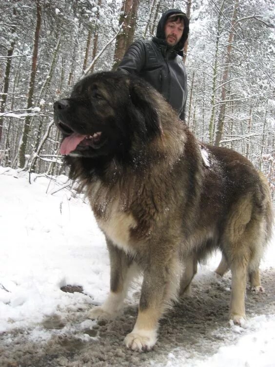 Caucasian shepherd dog, Caucasian shepherd, Shepherd dog