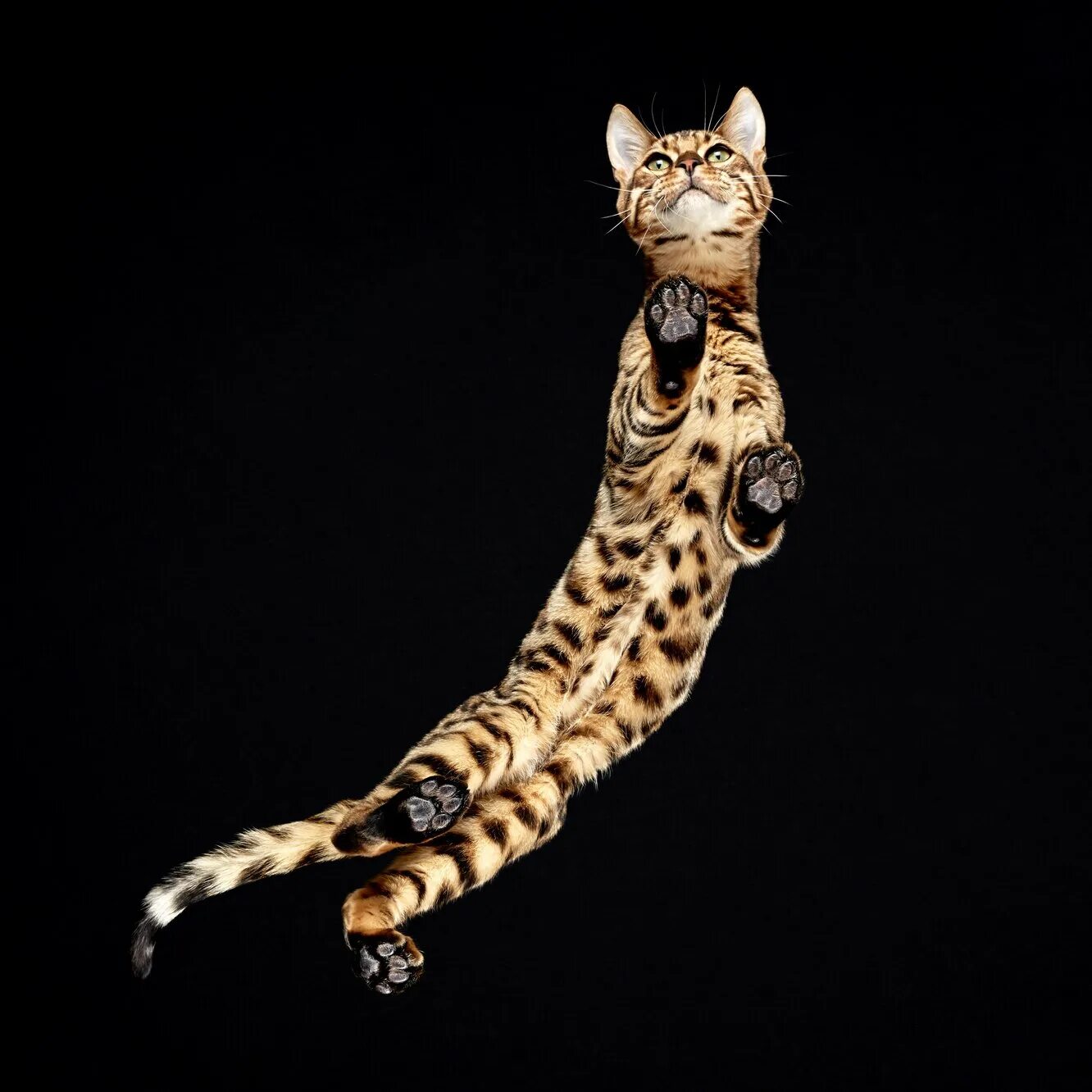 Бенгальский кот. Леопардовая кошка. Лапа бенгальского кота. Скелет бенгалов. Животные снизу