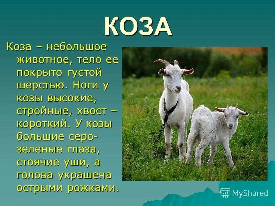 Текст про козла. Рассказ одомагних животных. Домашнее дивотнын описание. Коза описание. Описание домашних живот.