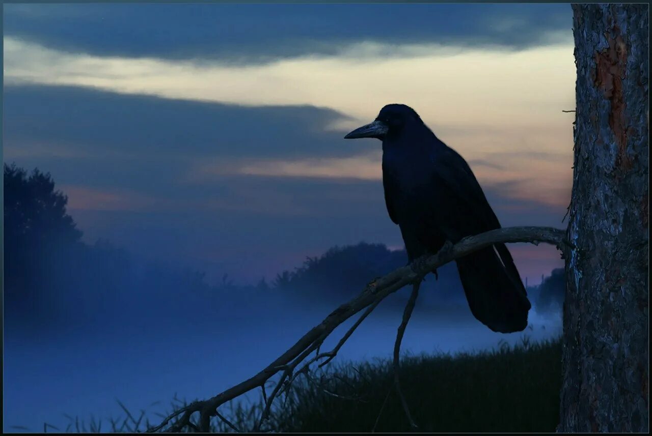 Ворона на ветке. Черный ворон в лесу. Мрачные вороны. Лесная ворона. Черный ворон в лесу.