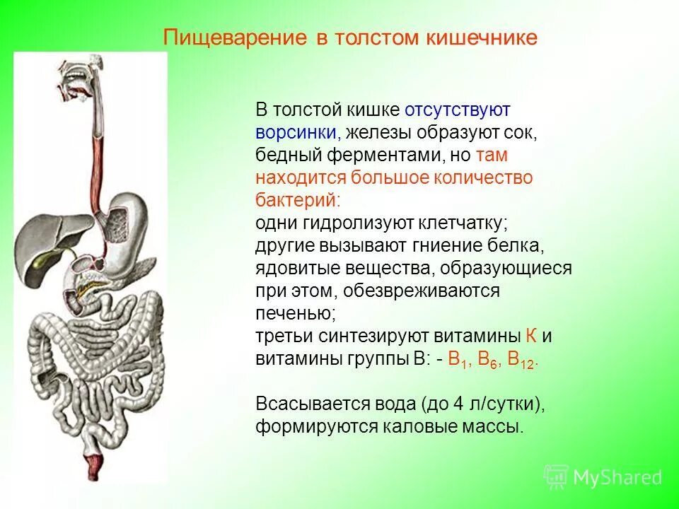 Процессы происходящие в кишечнике