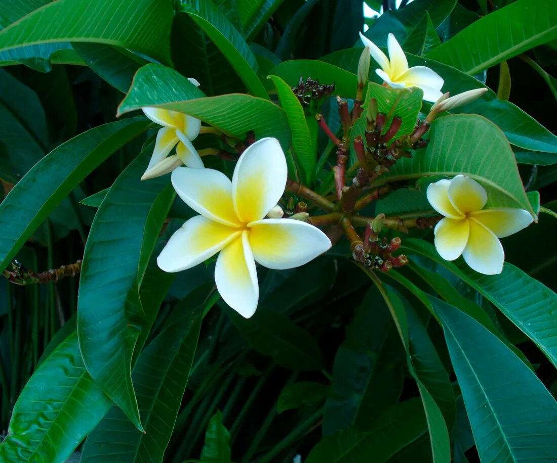 Плюмерия Франжипани. Plumeria Alba дерево. Плюмерия вариегатная.