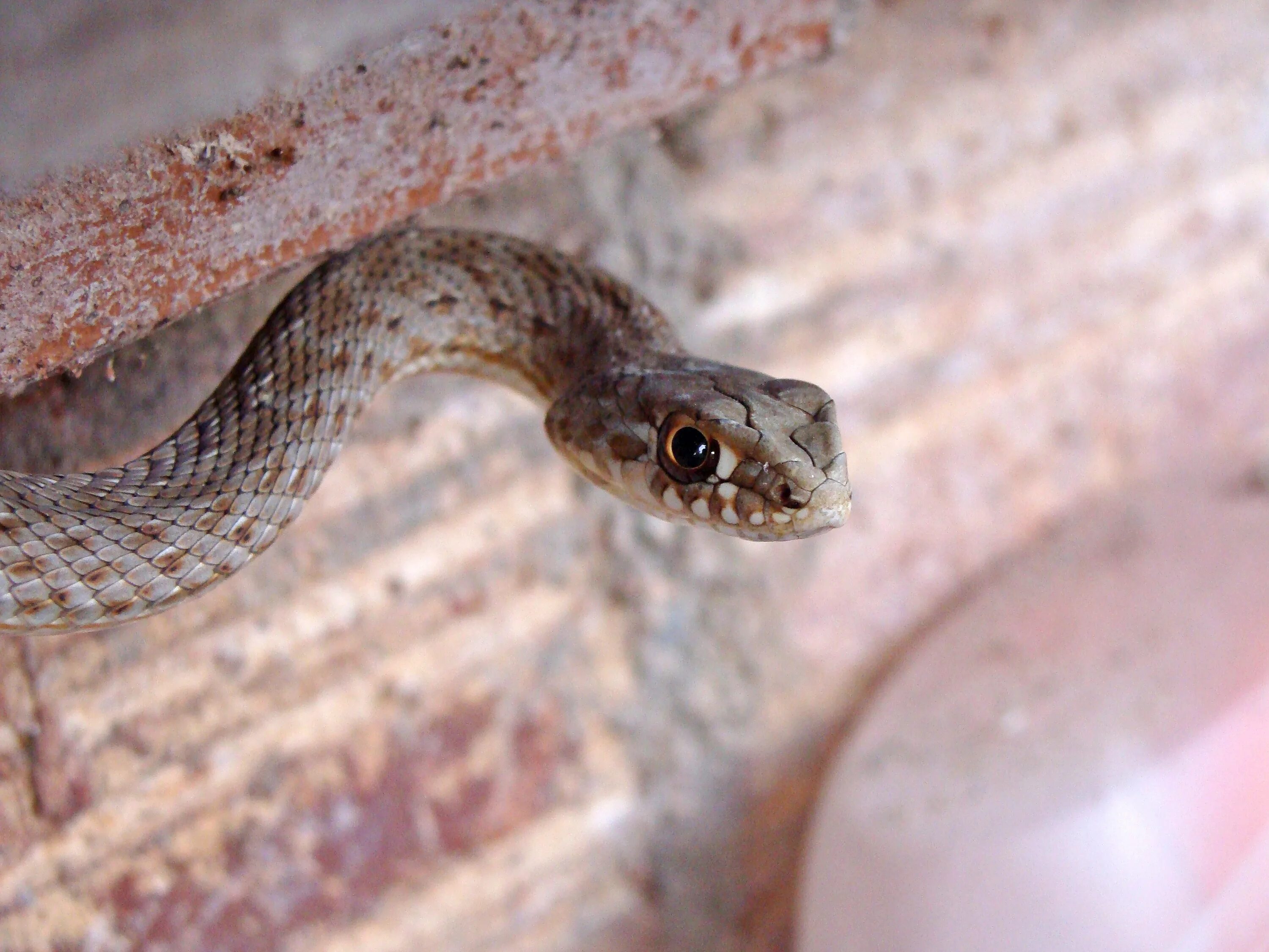 Malpolon monspessulanus. Ящеричная змея. Malpolon moilensis. Арабская ящеричная змея. Змей турции