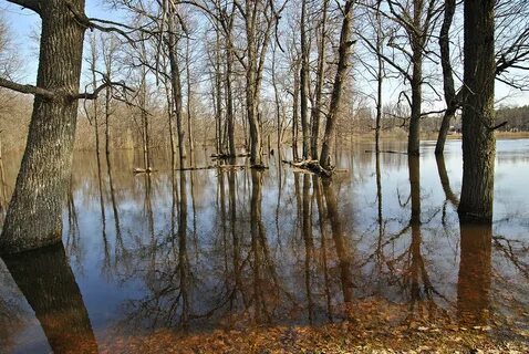 Весенняя вода разлилась затопив березовую рощу