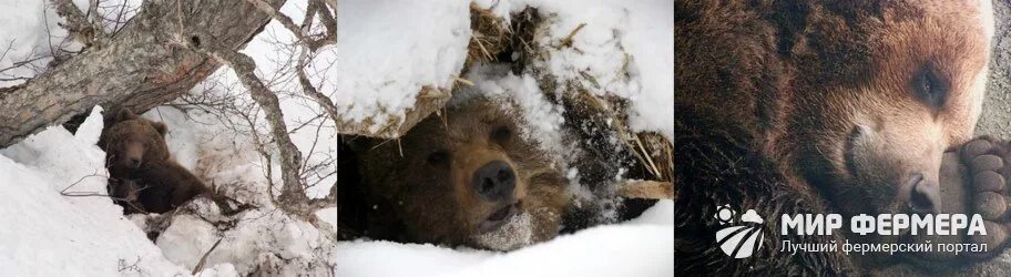 Медведь в спячке. Берлога медведя пробка. Медведь после зимней спячки пробка. Медведь в спячке фото.