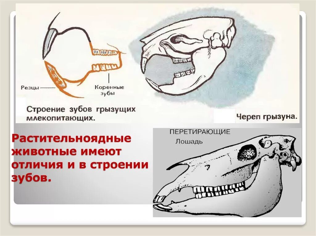 Зубная система млекопитающих. Строение зубов грызунов и зайцеобразных. строение челюсти зайцеобразных. зубная система млекопитающих схема. зубная система грызунов млекопитающих.