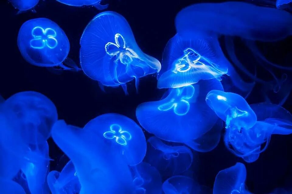 Светящийся орган. Биолюминесценция медузы. Биолюминесценция кишечнополостных. Светящиеся медузы. Светящиеся морские обитатели.
