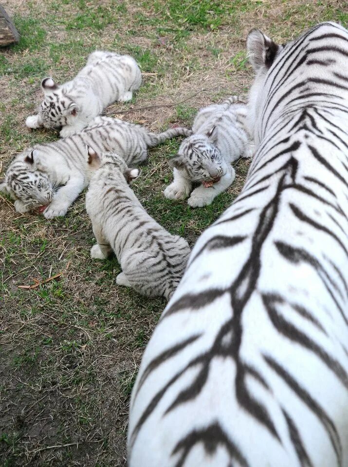 Живут белые тигры. Амурский тигр альбинос. Полосатый тигр. Настоящего белого тигра.
