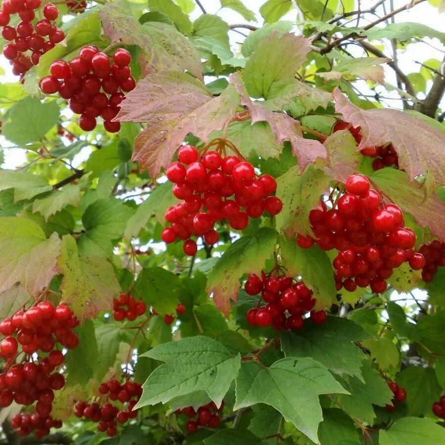 Волыну и калину