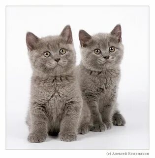 Одинаковые коты