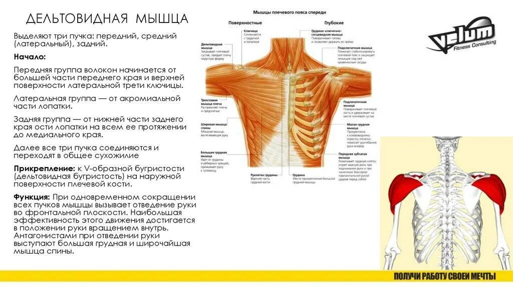 Передние пучки дельтовидных. Пучки дельтовидных мышц функции. Функции Пучков дельтовидной мышцы. Задние пучки дельтовидной мышцы функции.
