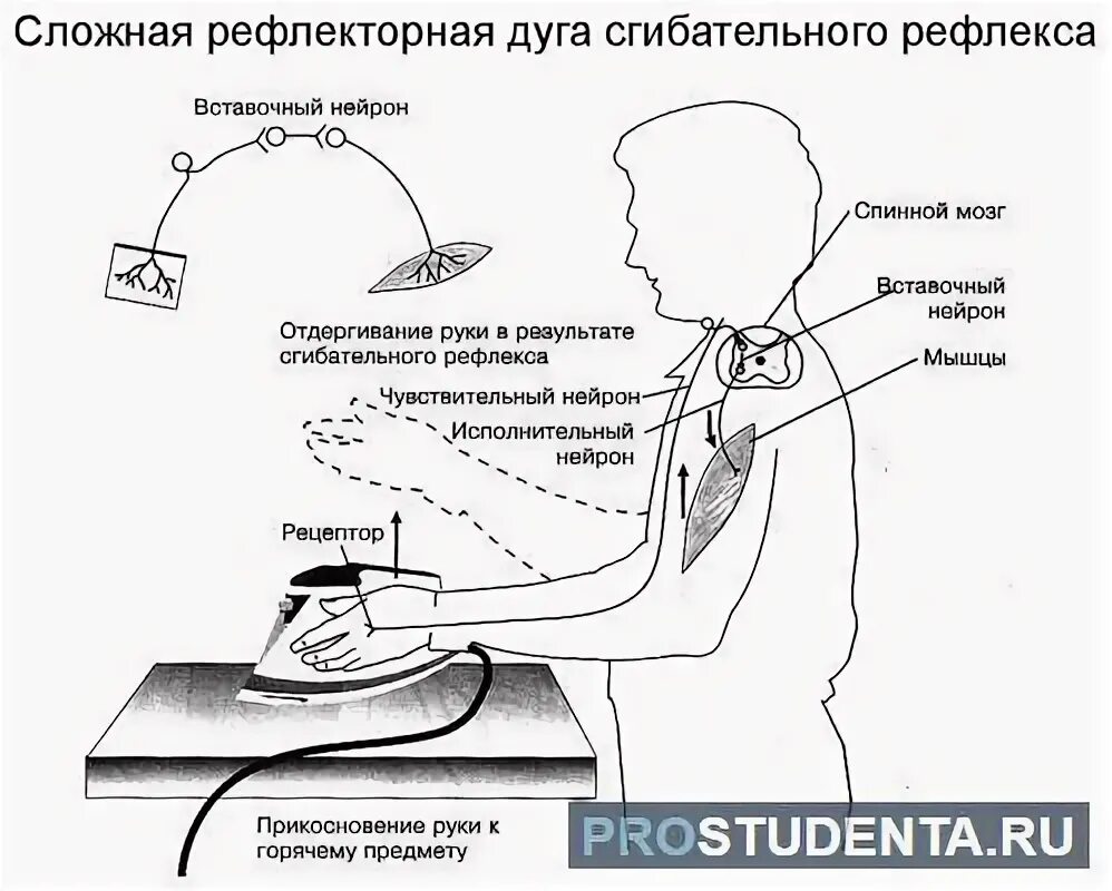 Рефлекторная дуга защитного сгибательного рефлекса. Рефлекс отдергивания руки от горячего предмета. Сгибательный и перекрестный разгибательный рефлекс. Сгибательный рефлекс предплечья рефлекторная дуга. Схема торможения сгибательного рефлекса.