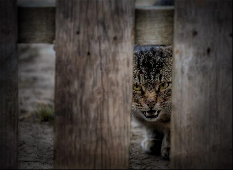 Заходи попробуй. Осторожно злая кошка. Злая кошка на заборе. Осторожно злая киса. Осторожно злая кошка фото.