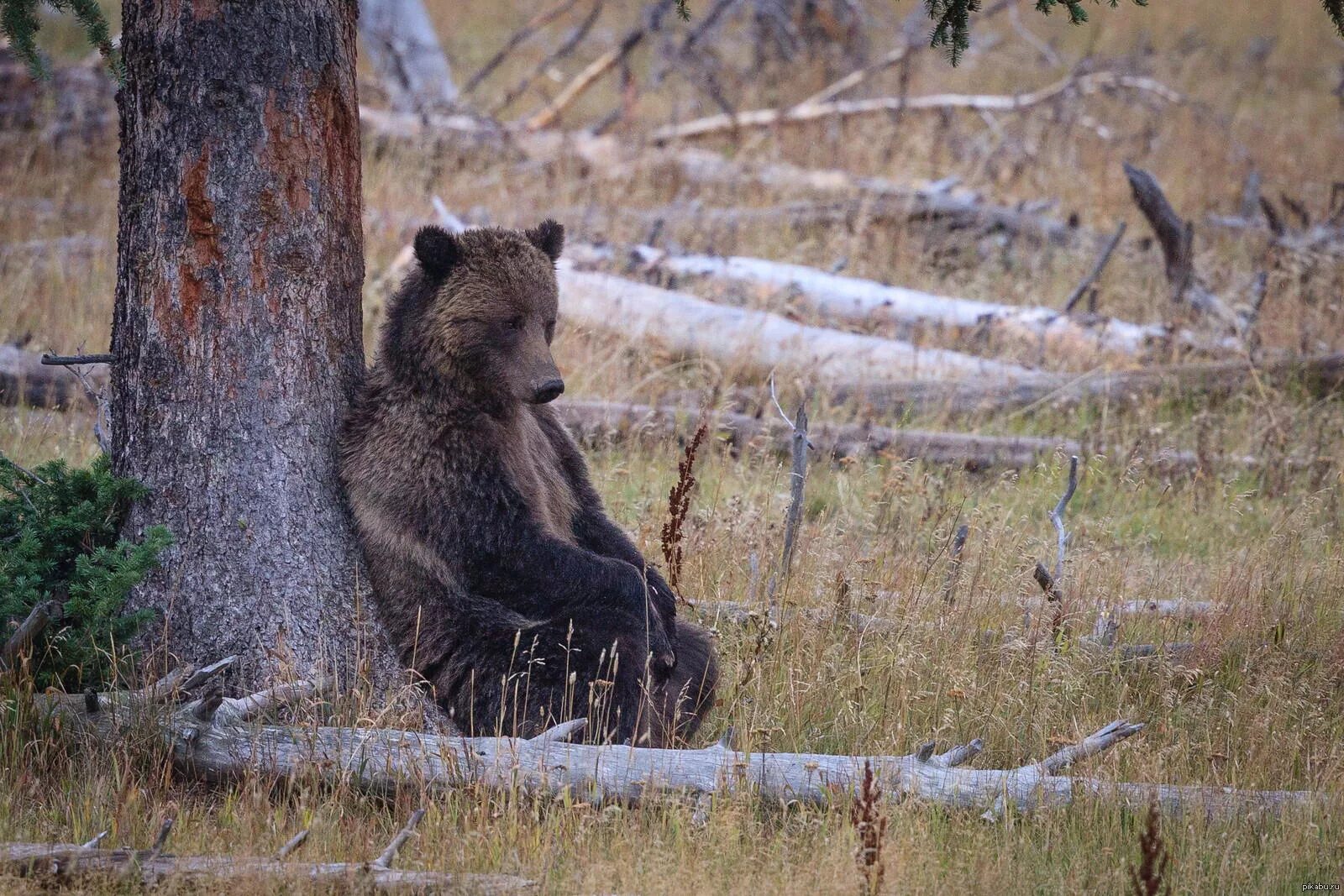 Медведь картинка. Морда медведя. Одинокий медведь. Медвежонок с высунутым языком. Русский линукс медведь.