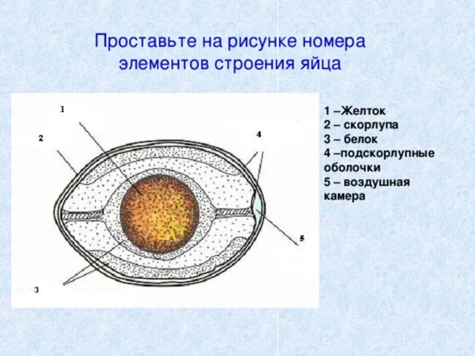 Функции оболочек яйца. Строение яйца ЕГЭ биология. Строение подскорлуповой оболочки яйца. Строение яйца амниот. Строение подскорлупной оболочки куриного яйца.