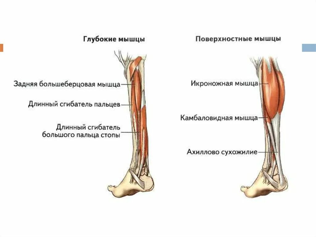 Длинный сгибатель стопы. Задняя большеберцовая мышца функции. Задняя большеберцовая мышца голени. Задняя большеберцовая мышца голени функции. Задняя большеберцовая мышца стопы функции.