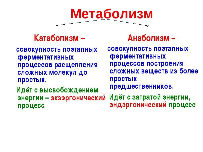 Атф анаболизма. Схема обмена веществ анаболизм катаболизм. Метаболизм катаболизм и анаболизм. 1) Анаболизм (ассимиляция). Понятия о метаболизме, катаболизме и анаболизме.