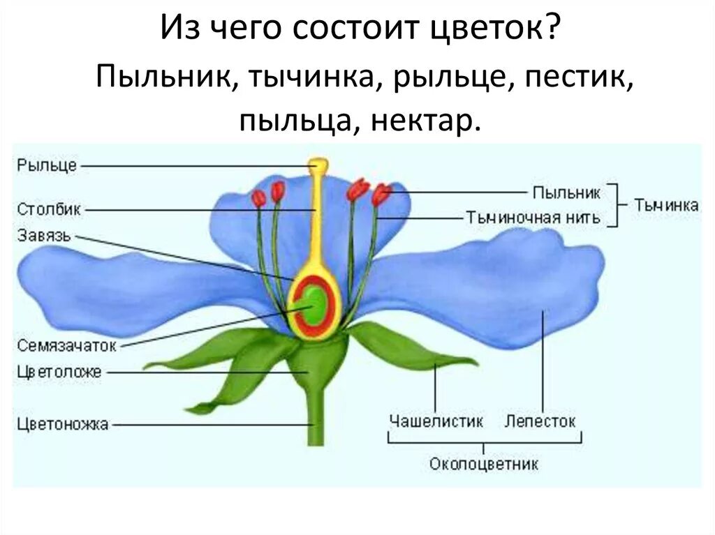 Строение тычинок цветкового растения. Цветок орган размножения покрытосеменных растений. Органы цветка 6 класс биология. Система органов семенного размножения цветковых растений.