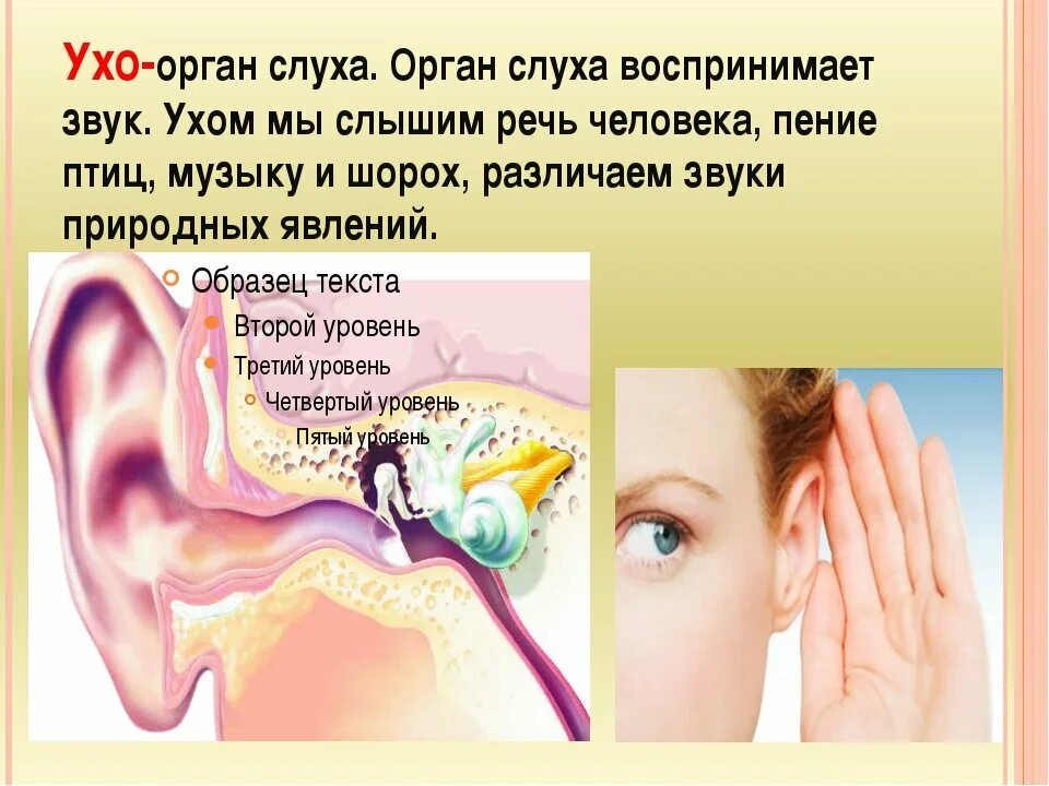 Органы чувств слух. Звук и слух. Чувство слуха. Ухо слух. Верные признаки органов слуха человека