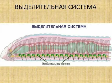 Пищеварительная система круглых и кольчатых червей