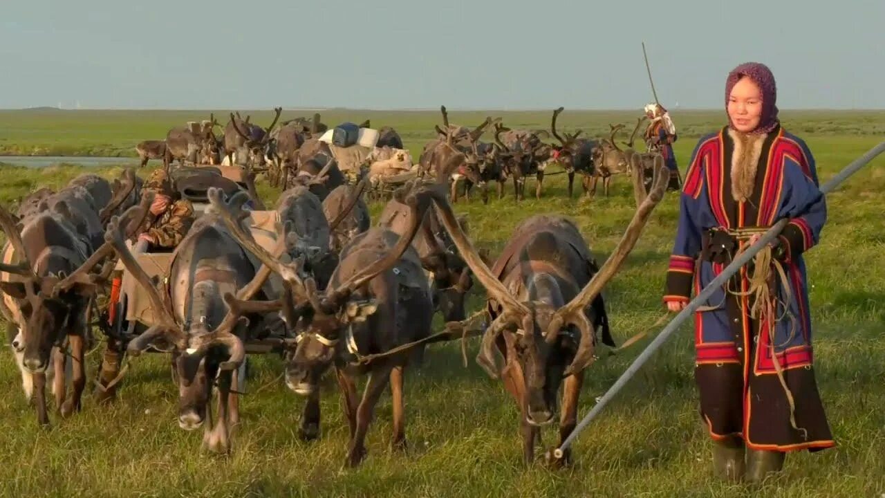 Север ямал ненцы. По мифологии тундровых кочевых народов. Ненцы таймыр. Свадебные обряды ненцев ямал. Кочевал в тундре.
