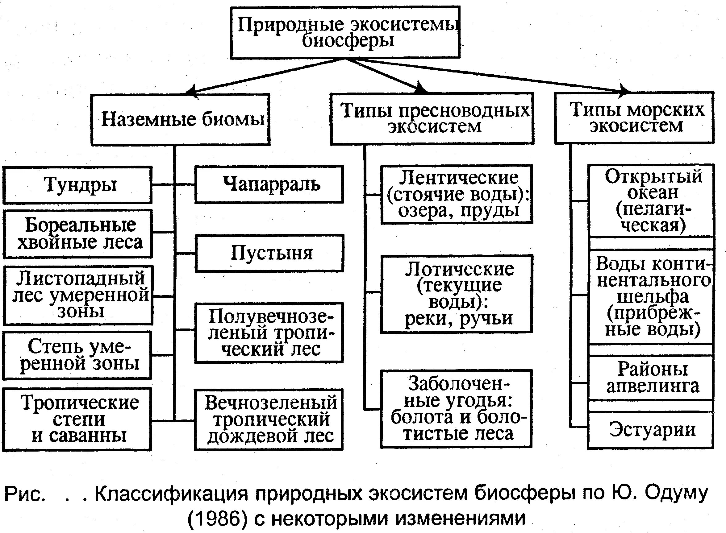 Природные экосистемы 11 класс