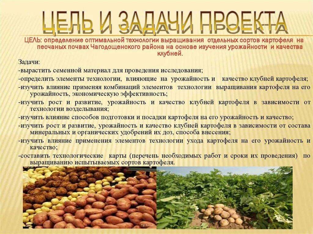 Сорта для песчаных почв. Технология возделывания картофеля. сорт картофеля для песчаной почвы. урожайность картофеля на песчаных почвах. какие сорта картофеля подходят для песчаной почвы.