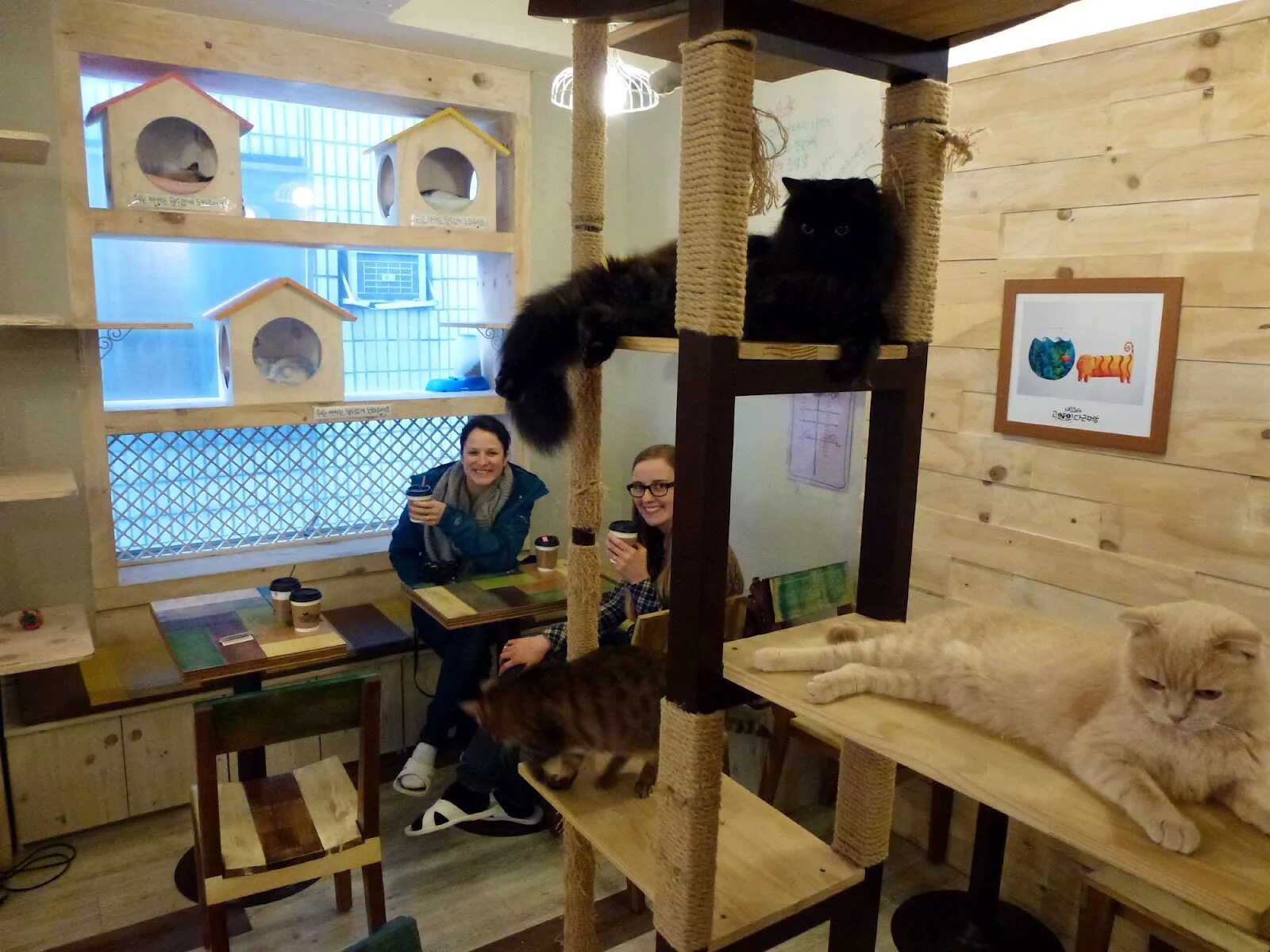 Кафе с кошками адрес. Cat Cafe Сеул. Кафе с котиками Рязань. Кошачье кафе - "Cat Cafe" в Японии.