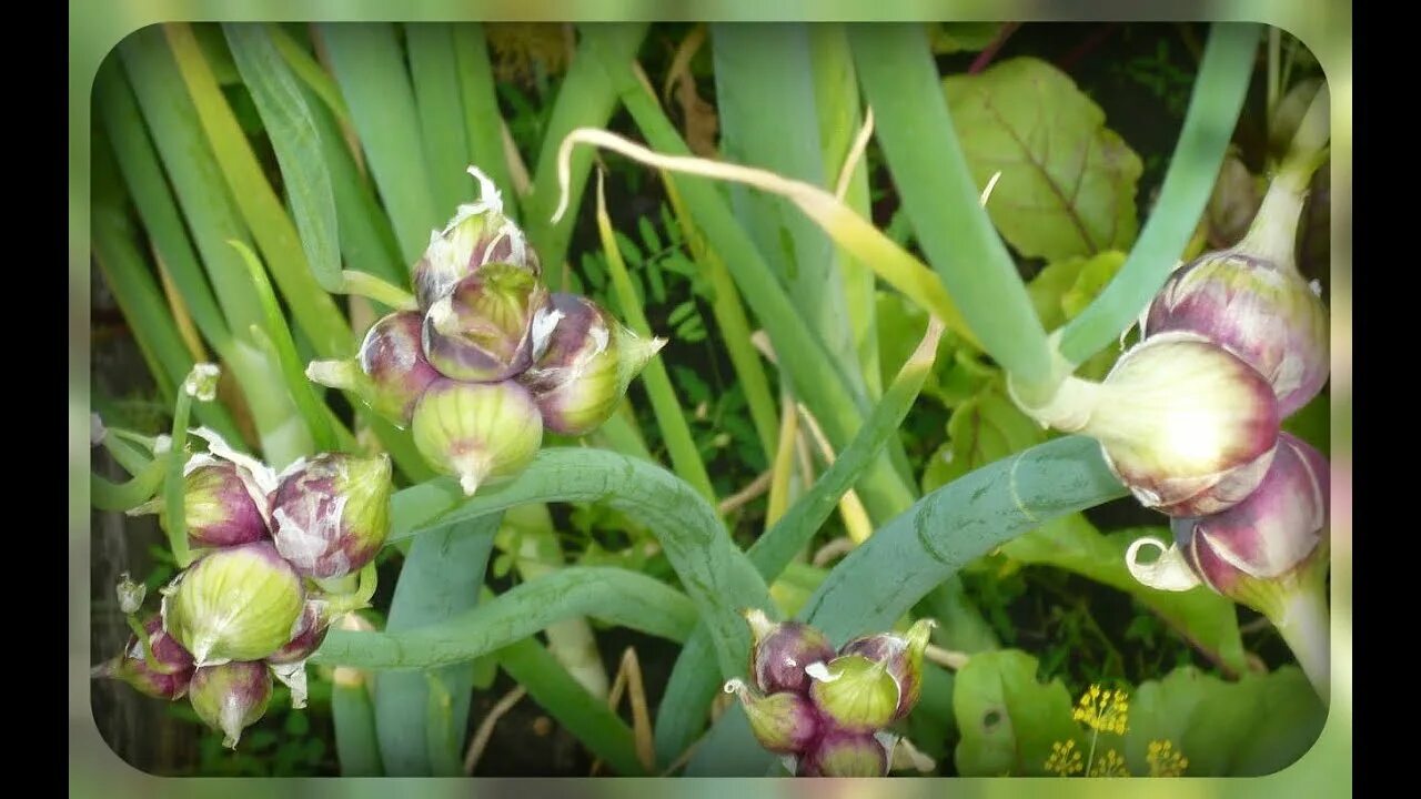 File:Allium cepa var proliferum DSCF2228.jpg - Wikimedia Commons