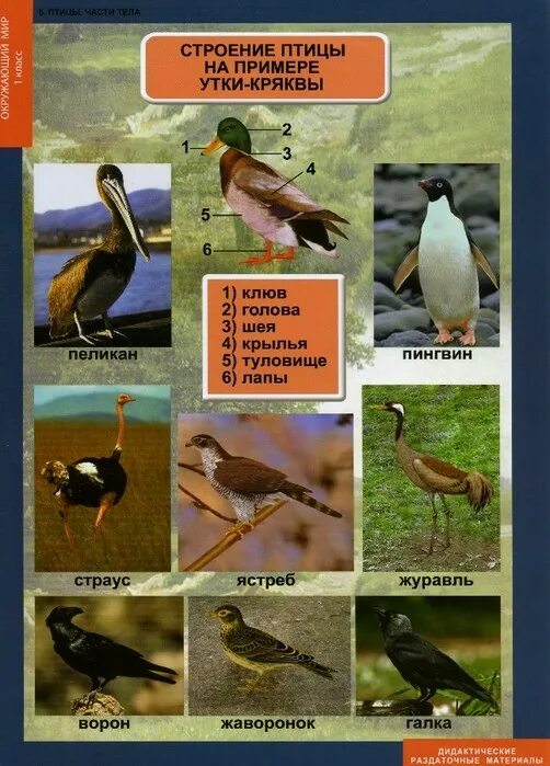 птицы примеры 2. перелетные и зимующие птицы список для детей. оседлые кочующие и перелетные птицы. зимующие и перелетные птицы 2 класс окружающий мир. перелётные птицы и неперелётные птицы.