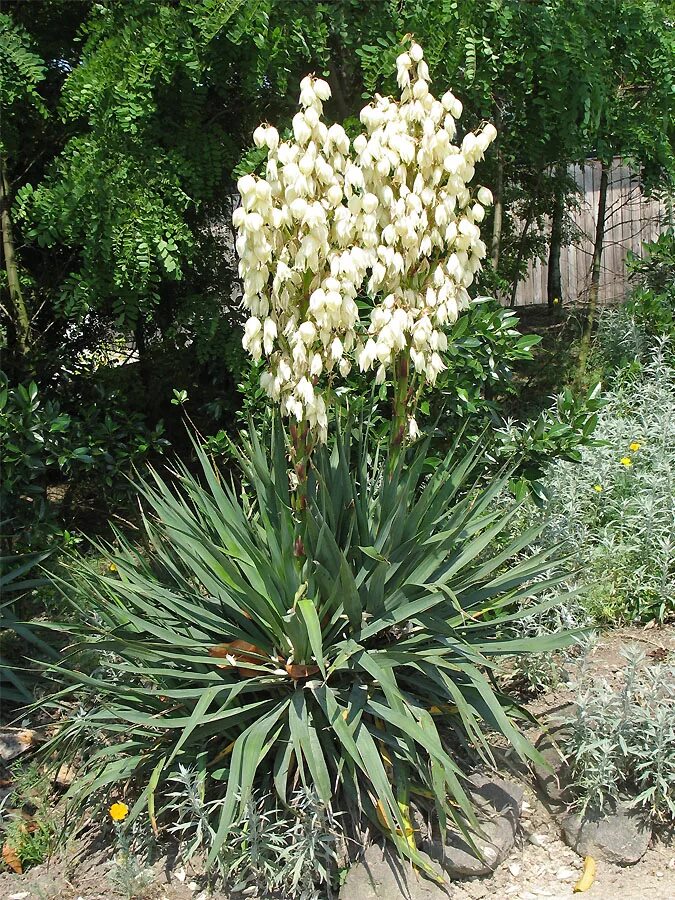 Юкка на вкус. Юкка алоэлистная. юкка славная (yucca gloriosa). юкка нитчатая глориоза. юкка остролистная.